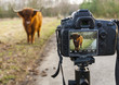 Highland Cattle