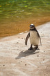 penguin manchot