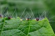 Caterpillar eating leaf
