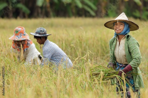 Photo: farmer harvesting rice farmer harvesting rice