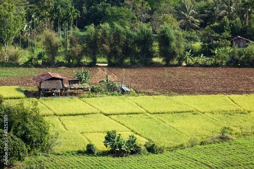 Photo: Asian rice field Asian rice field