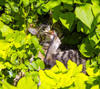 cute cat lying in the hedge
