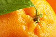 ripe orange with leaves