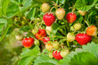 Strawberry bush growing in the garden