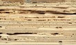 Woodworm Woodworm