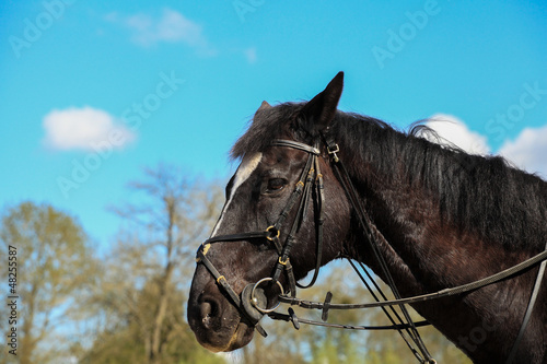 Photo: portrait of a horse thoroughbred English portrait of a horse thoroughbred English