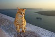 Cat in Firostefani, Santorini