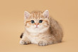 small golden british kitten on light brown background