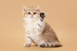 small golden british kitten on light brown background