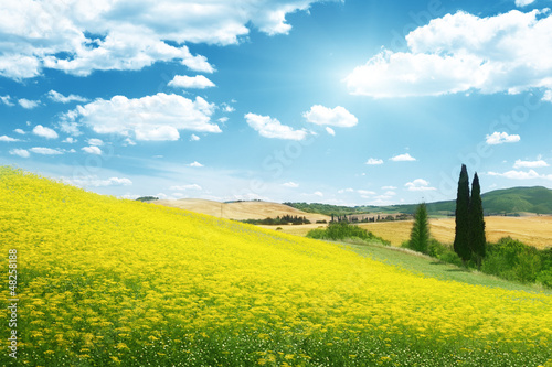 Photo: field of yellow flowers Tuscany, Italy field of yellow flowers Tuscany, Italy