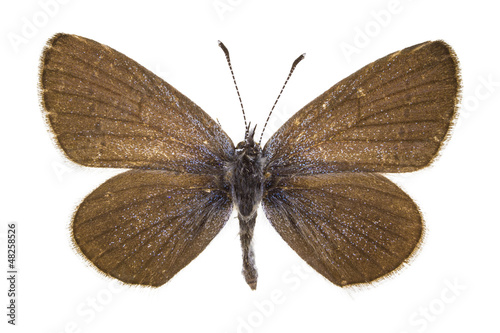 Photo: Cupido minimus (Little Blue) Cupido minimus (Little Blue)