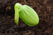 Watermelon plant