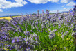 Lavender flowers close up