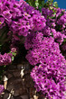 beautiful cyclamen bugenvillea