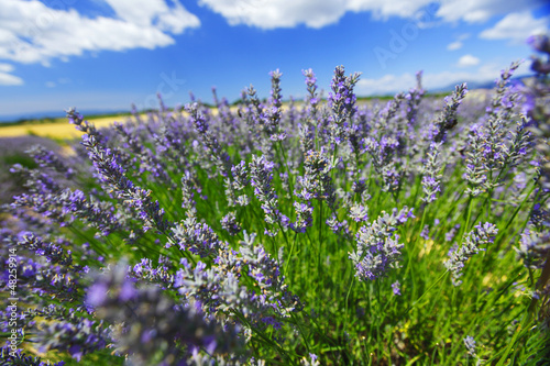 Photo: Lavender flowers close up Lavender flowers close up