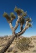 Joshua Tree National Park