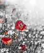 Meadow With Red Poppies - Mono...