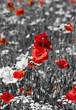 Meadow With Poppies -  Monochr...