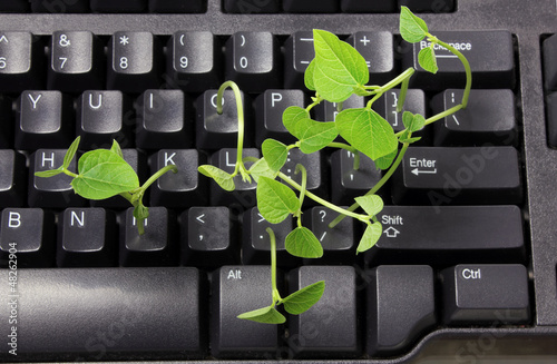 Photo: Computer Keyboard with Snow Pea Sprouts Computer Keyboard with Snow Pea Sprouts
