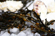 Meeresalgen, Muscheln