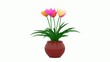 Tulips in a pot