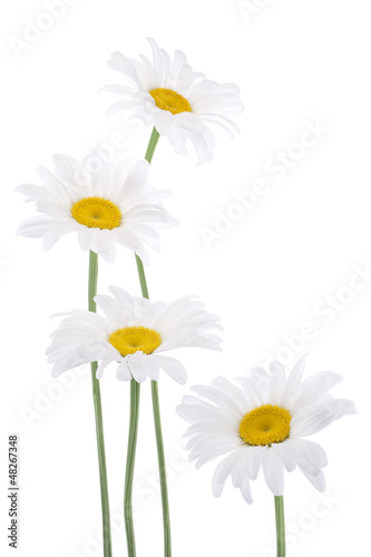 Photo: daisy daisy
