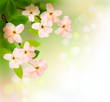 Spring background with blossoming tree brunch with spring flower