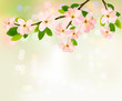 Spring background with blossoming tree brunch with spring flower