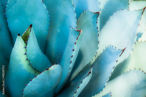Photo: Sharp pointed agave plant leaves bunched together. Sharp pointed agave plant leaves bunched together.