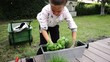 planter des aromates
