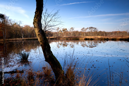 Photo: old tree on swamp old tree on swamp