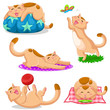 set of cats in different positions
