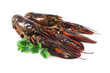 raw lobster, on white