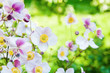 Photo: Beautiful flowers in the garden. Anemone japonica Beautiful flowers in the garden. Anemone japonica