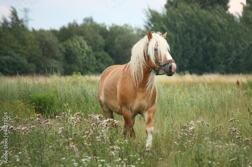 Photo: Beautiful palomino draught horse walking at the field Beautiful palomino draught horse walking at the field