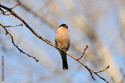 Photo: 日本の野鳥 ウソ 日本の野鳥 ウソ