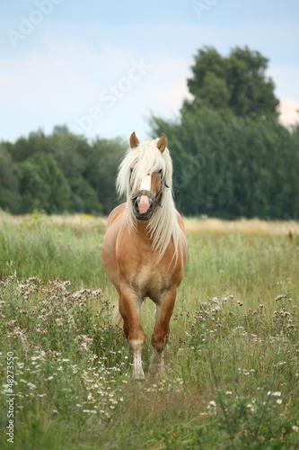 Photo: Beautiful palomino draught horse walking at the field Beautiful palomino draught horse walking at the field