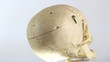Skull - medical equipment
