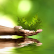 manos con plantas y reflejo en el agua