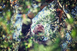Photo: olive harvest olive harvest