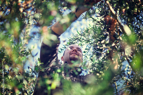 Photo: olive harvest olive harvest