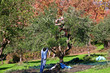 Photo: olive harvest olive harvest