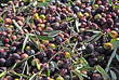 Photo: olive harvest olive harvest