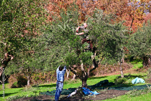 Photo: olive harvest olive harvest