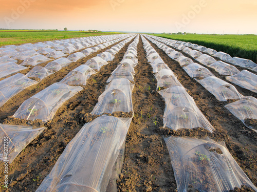 Photo: young watermelon field young watermelon field