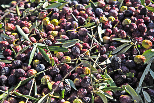 Photo: olive harvest olive harvest
