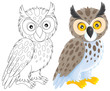 Owl