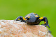 Salamander