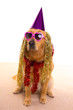 Dog party dressed  purple hat and glasses