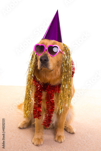 Photo: Dog party dressed purple hat and glasses Dog party dressed purple hat and glasses